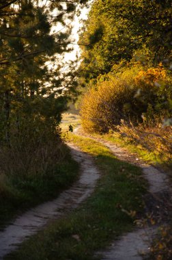Sonbahar ormanı. Sarı yapraklı ağaçların arasındaki orman yolu. Güneş ışınları ağaçların dallarını delip geçer..