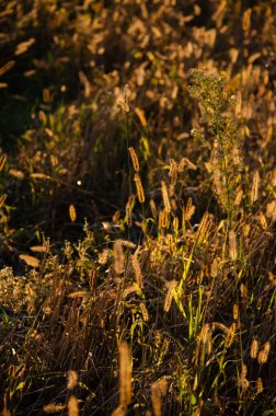 Gün batımının arka planında fotokopi alanı olan kuru otların seçici odak yüzdeleri. Kuru bitkilerin siluetleri. Vahşi dikenlerin doğal arka planı.
