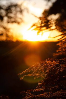 Gün batımının arka planında kurumuş bitki siluetleri. Kopyalama alanı olan kuru otların seçici odak yüzdeleri. Vahşi çiçeklerin doğal arka planı. Sonbahar mevsimi konsepti.