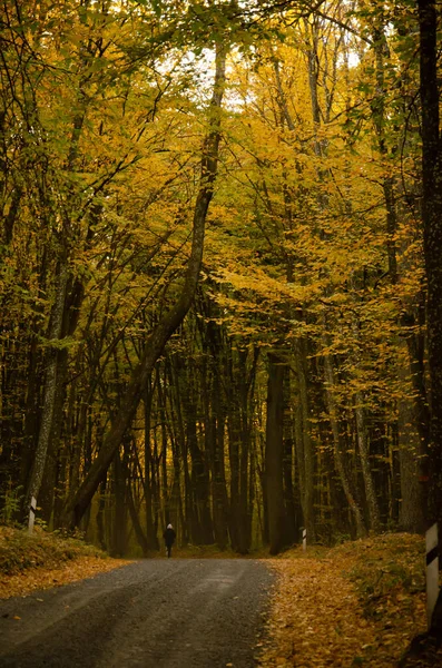 Carretera Forestal Entre Árboles Con Hojas Amarillas Concepto Temporada Otoño —  Fotos de Stock