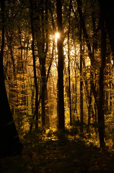 Raios Solares Rompem Ramos Árvores Floresta Outono Folhas Caídas Jazem — Fotografia de Stock