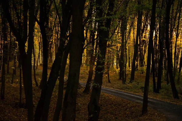 黄色の葉を持つ木々の間の森林道路 秋の季節のコンセプト — ストック写真