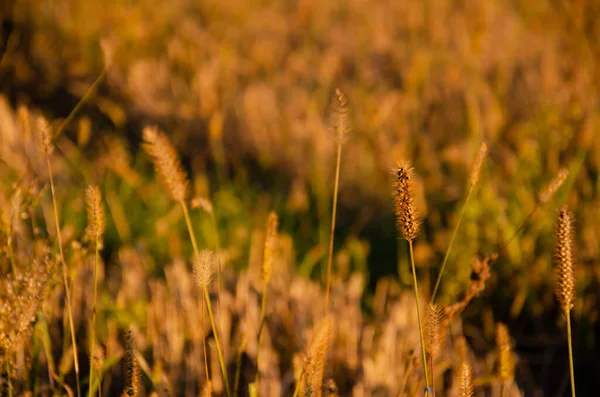 Selektiv Fokus Blomstã Llningar Torrt Grã Bakgrund Solnedgången Med Kopieringsutrymme — Stockfoto