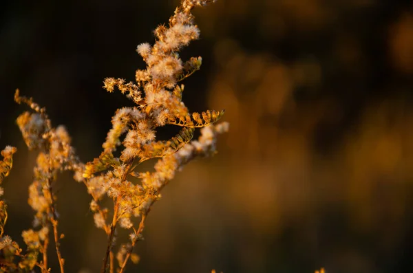 Silhuetter Torra Växter Bakgrunden Solnedgången Selektiva Fokus Blomstã Llningar Torrt — Stockfoto