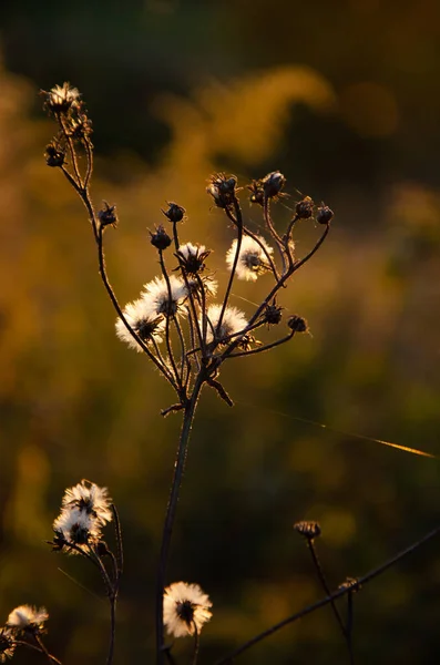 Silhouettes Plantes Sèches Sur Fond Coucher Soleil Inflorescences Sélectives Foyer — Photo