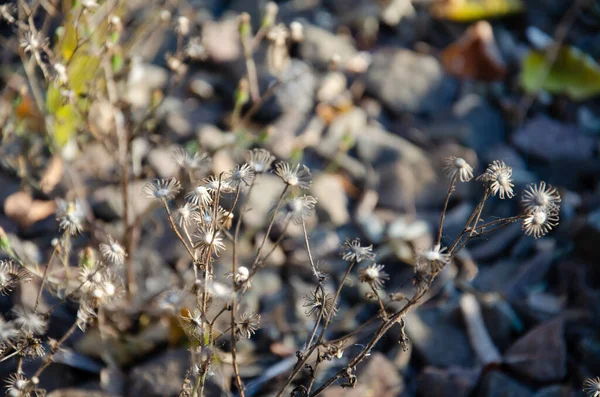 Selectieve Focus Bloeiwijzen Van Droge Bloemen Wazige Achtergrond Met Kopieerruimte — Stockfoto