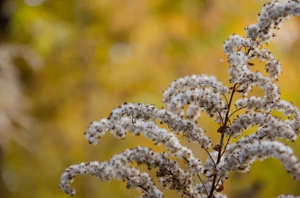 コピースペースと黄色のボケの背景に乾燥草の選択的な焦点花序 野生のドライフラワーの自然な背景 秋の季節のコンセプト — ストック写真