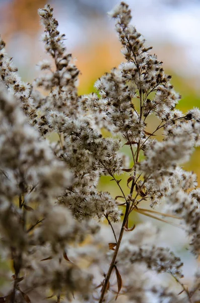 Selective Focus Inflorescences Dry Grass Green Yellow Background Copy Space — Stock Photo, Image