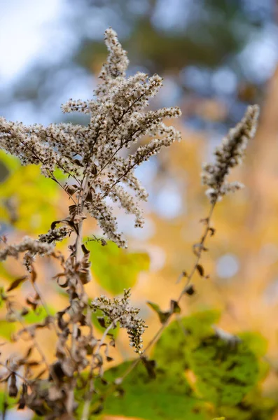 Selektiv Fokus Blomstã Llningar Torrt Grã Grã Och Gul Bakgrund — Stockfoto