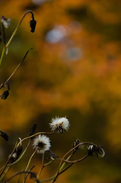 Selectieve Focus Bloeiwijzen Van Gedroogde Bloemen Met Pluizige Zaden Wazige — Stockfoto