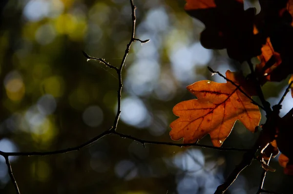 Brun Löv Mot Solen Suddig Skog Bakgrund Textur Hösten Faller — Stockfoto