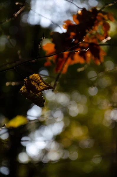 Gula Blad Solen Suddig Bokeh Skog Bakgrund Textur Hösten Faller — Stockfoto