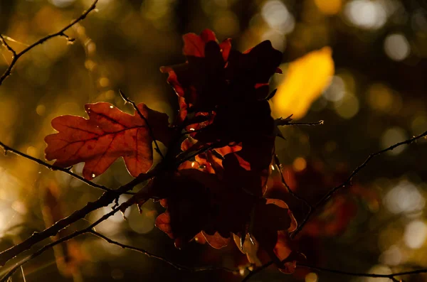 Hnědé Dubové Listy Slunci Rozmazaném Lesním Pozadí Struktura Podzimního Podzimního — Stock fotografie