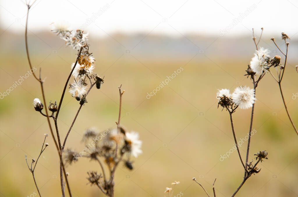 Selective focus inflorescences of dried flowers with fluffy seeds on blurred background. Withered dry plant sways in wind. Natural background of wild flowers. Autumn season concept.
