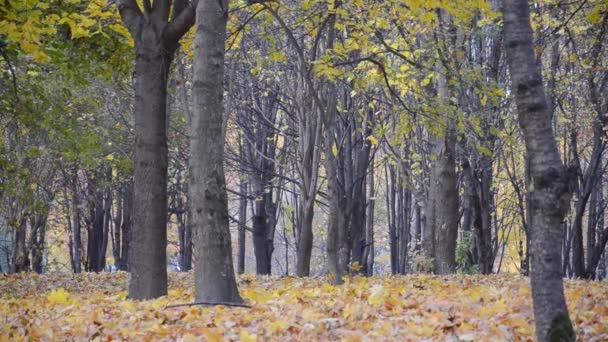 Höstens Stadspark Med Fallande Löv Lönnträd Och Färgglada Flygande Löv — Stockvideo
