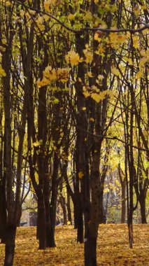 Yaprakları dökülen sonbahar şehir parkı. Akçaağaç ağaçları ve rüzgarda uçuşan renkli yapraklar. Yaprak tabakası zemini kaplıyor. Ruh hali dikey görüntüler.