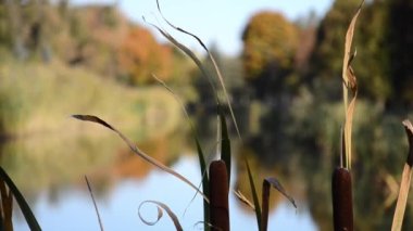 Typha rüzgarda sallanıyor sonbahar parkının arka planında nehir ile birlikte. Kopyalama alanı olan doğal bir arkaplan. Sonbahar mevsimi konsepti. Ilık, güneşli bir gün.