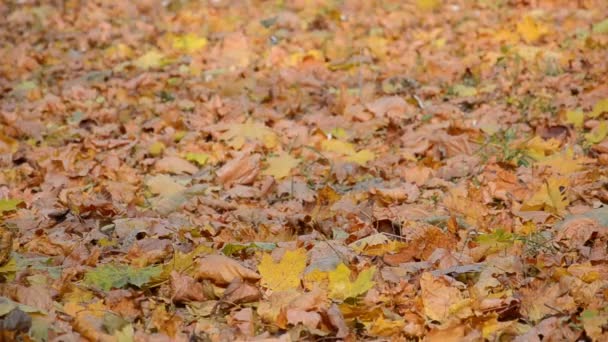 Женщина Ходит Сухой Осенней Листве Городском Парке Разбрасывает Листья Ногами — стоковое видео