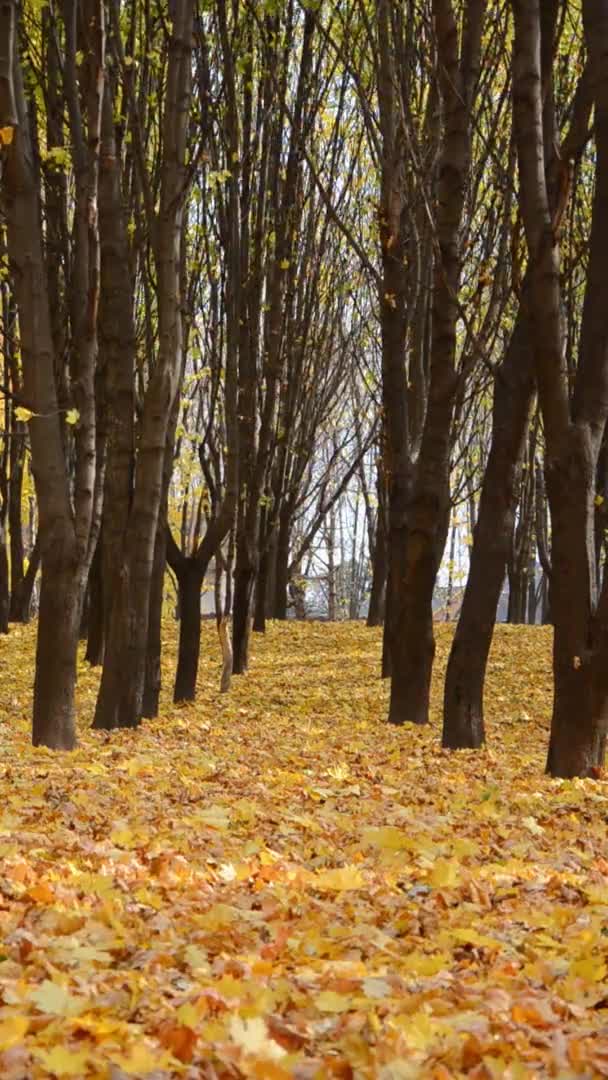 Podzimní Městský Park Podzimními Listy Javory Barevné Létající Listí Větru — Stock video