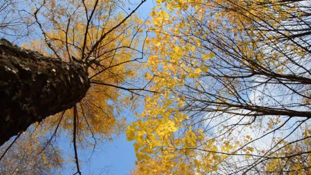 Вид Гілки Жовтими Листям Дерев Знизу Вгору Тлі Блакитного Неба — стокове відео