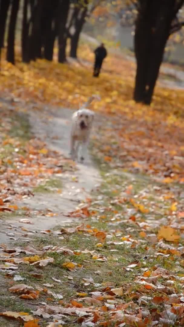 快乐的狗在秋天的公园里奔跑 拉布拉多猎犬沿着树木和黄叶之间的小路行走 背景模糊 前景明朗 垂直录像 — 图库视频影像