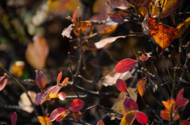 Çalı dallarında parlak yapraklar ve kopyalama alanı. Bokeh 'in bulanık arka planında turuncu, kırmızı, bordo yapraklar. Sonbahar konsepti. Sonbahar yaprakları.