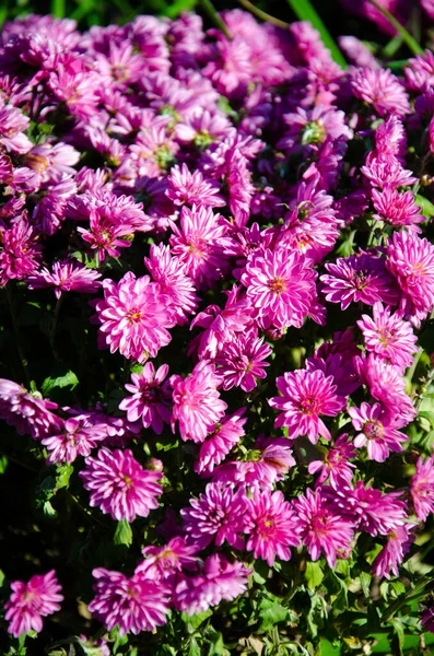 Bright Purple Chrysanthemum Bush Green Leaves Little Lilac Flowers Sunlight — Stock Photo, Image