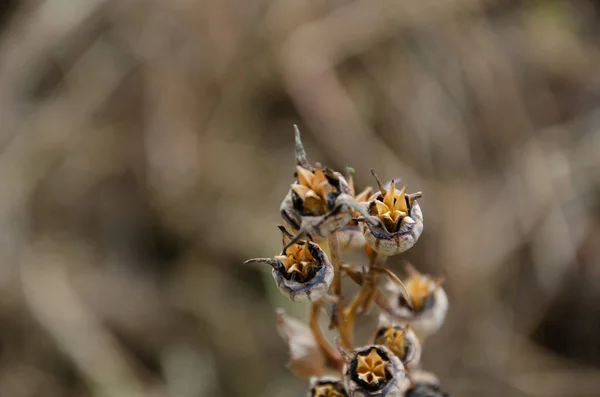 Bulanık Arka Planda Kurumuş Çiçeklerin Dalına Özen Göster Kopya Alanı — Stok fotoğraf