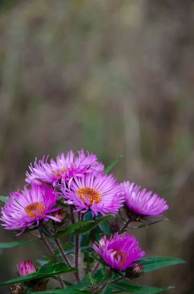 芽と緑の葉を持つ明るい紫色の菊の茂みが森の中で成長します コピースペースのある太陽の下で紫色の花 花を育てるという概念 季節の秋の花 — ストック写真