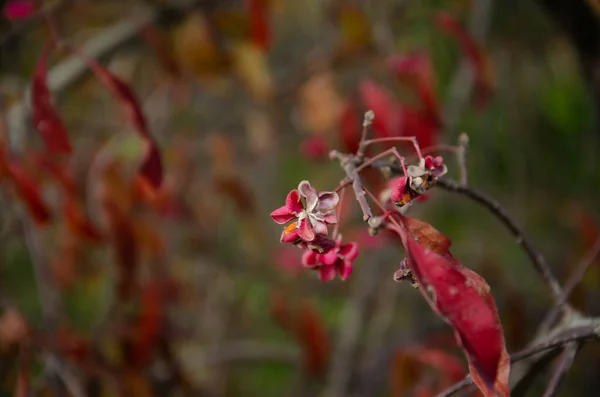 Bokeh Arka Planında Kırmızı Yapraklı Kuru Kırmızı Çiçekler Fotokopi Alanı — Stok fotoğraf