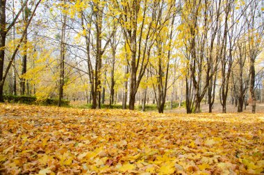 Şehir parkında yaprakları sarı ağaçların arasında fotokopi alanı olan yol. Parkta ılık bir sonbahar günü. Mavi gökyüzünün arka planında sarı ağaçlar var. Sonbahar ormanı.