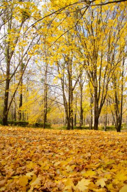 Şehir parkında yaprakları sarı ağaçların arasında fotokopi alanı olan yol. Parkta ılık bir sonbahar günü. Mavi gökyüzünün arka planında sarı ağaçlar var. Sonbahar ormanı.
