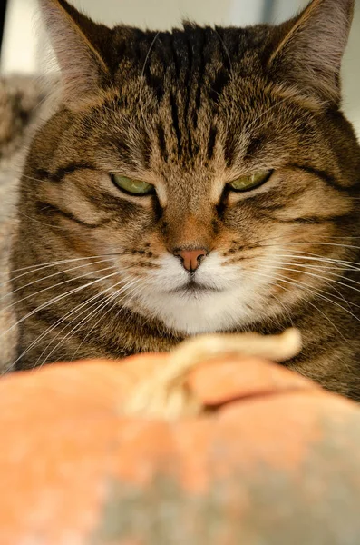 Divertido Gato Rayas Mira Con Una Mirada Malvada Calabaza Frente — Foto de Stock