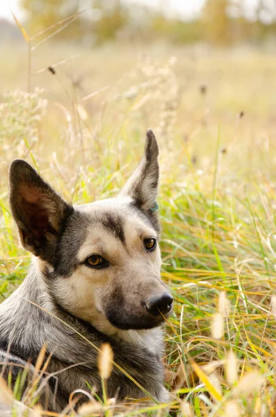 Street Dog Tag Sterilization Rabies Vaccination Looking Camera Portrait Homeless — Stock Photo, Image