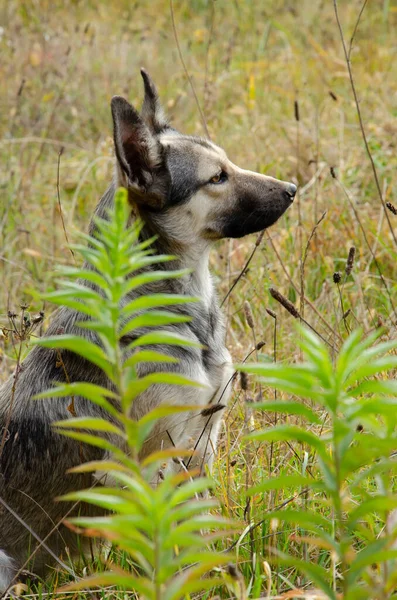 美丽的灰色的狗坐在绿草中 把目光移开 在森林里散步的宠物的画像 — 图库照片