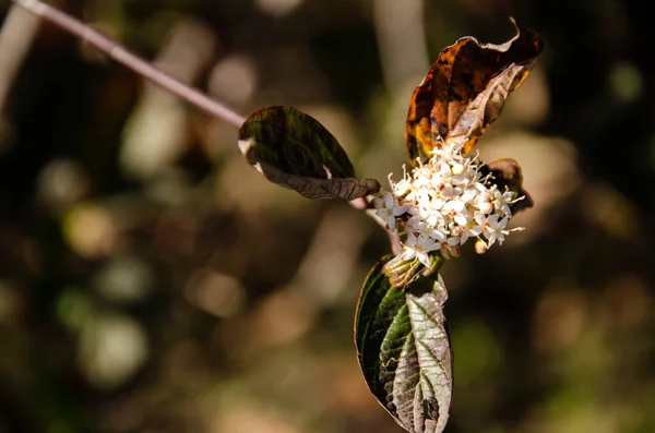 Bush Küçük Beyaz Çiçekleri Rüzgarda Sallanıyor Bokeh Ile Bulanık Doğal — Stok fotoğraf