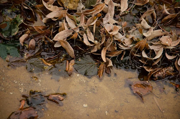 Feuilles Sèches Brindilles Cônes Baies Reposent Dans Flaque Eau Concept — Photo