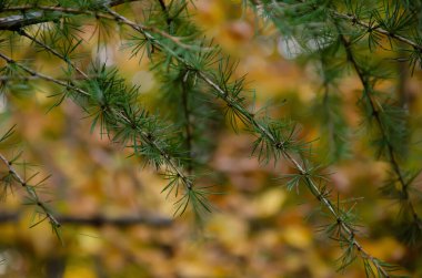 Renkli bokeh arka planında iğneler olan çam ağacı dalları. Fotokopi alanı olan küçük iğne yapraklı doğal arkaplan.