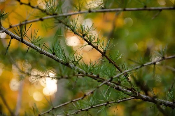 Ramas Pino Con Agujas Sobre Fondo Bokeh Colorido Fondo Natural — Foto de Stock