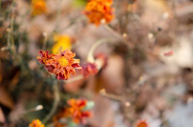 Çiçek ve çimenlerin arka planında kuru sapları olan kadife çiçekleri. Kopyalama alanı olan doğal bir arkaplan. Tagetes 'in portakal ve bordo yaprakları çimenlerde yetişir. Çiçekler çiçek tarhında kurur..