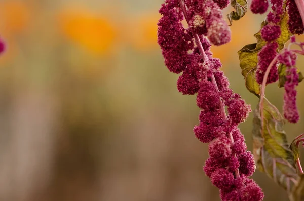 Kopya Alanı Olan Soyut Çiçek Arkaplanı Çiçeklerin Seçici Odak Yoğunluğu — Stok fotoğraf