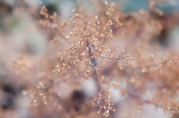 Fond Abstrait Avec Des Fleurs Séchées Avec Espace Copie Foyer — Photo