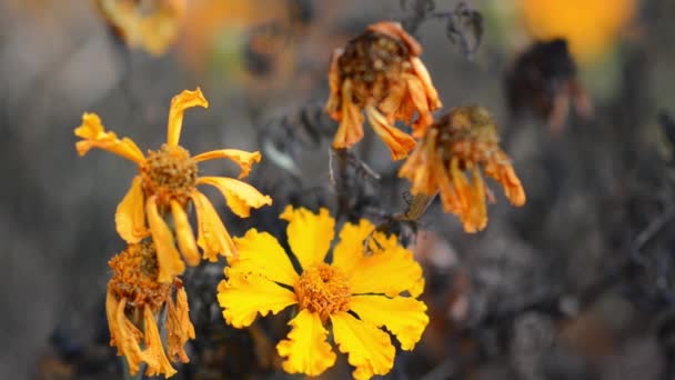 Marigolds Suchych Łodyg Tle Kwiatów Trawy Naturalne Tło Przestrzenią Kopiowania — Wideo stockowe