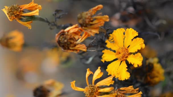 Marigolds Száraz Szárak Háttérben Virágok Természetes Háttér Másolási Hellyel Tagetes — Stock videók