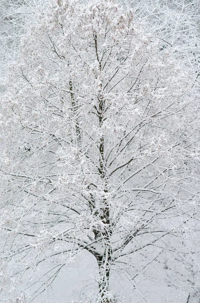 Winter Hintergrund Schneebedeckte Bäume Winterwetter Bäume Schnee — Stockfoto