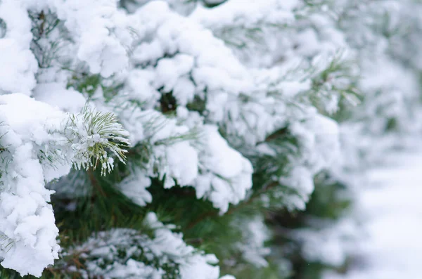 Зимний Фон Иглами Сосны Заснеженные Деревья Зимняя Погода Вечно Зеленые — стоковое фото