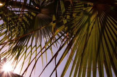 Selective focus texture of green palm leaf. Palm tree leaf surface with rays of sun. Natural background with copy space.