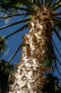 Hurma ağacının alt tarafında, arka planda, hurma yaprakları ve mavi gökyüzü. Aşağıdan yukarıya avuç içi fotoğrafı. Doğal arka plan. Egzotik ülkelere seyahat kavramı.