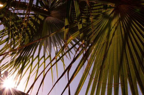 Selective Focus Texture Green Palm Leaf Palm Tree Leaf Surface — Photo