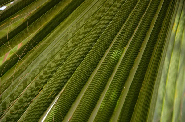 Palm Tree Leaf Surface Shadow Selective Focus Texture Green Palm — Stock Photo, Image
